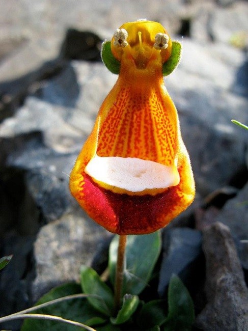 Darwin’s slipper flower